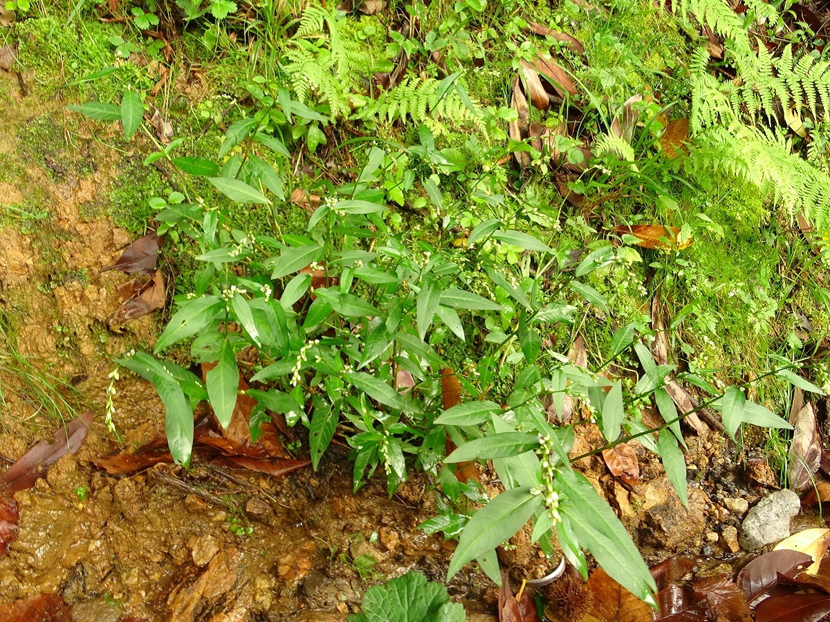 Persicaria mitis (Polygonaceae)